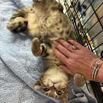 Thumbnail photo of Elwood P Dowd #4