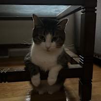 Thumbnail photo of Mitski #2