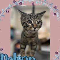 Thumbnail photo of Nepolean #1