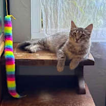 Thumbnail photo of Holly (CP) #3