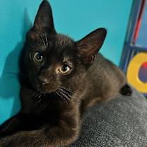 Thumbnail photo of Starflight - KITTEN in foster #1