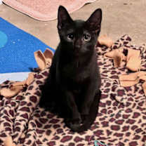 Thumbnail photo of Starflight - KITTEN in foster #2