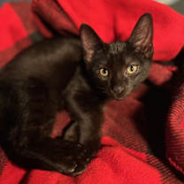 Thumbnail photo of Starflight - KITTEN in foster #3