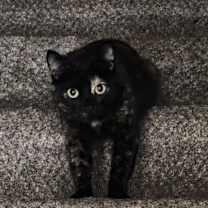 Thumbnail photo of SK #4