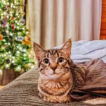 Thumbnail photo of Guac 2182 #1