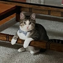 Thumbnail photo of Mitski #3