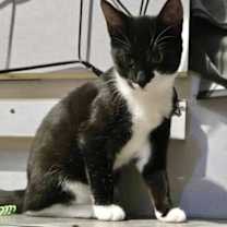 Thumbnail photo of Sandy &amp; Daisy #4