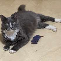 Thumbnail photo of Mr. Squeakers #1