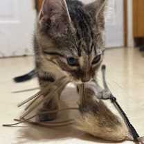 Thumbnail photo of Coral #1