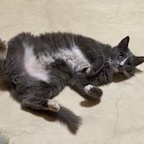 Thumbnail photo of Mr. Squeakers #2