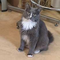 Thumbnail photo of Mr. Squeakers #4