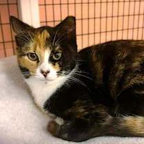 Thumbnail photo of Kitten Sutton #2