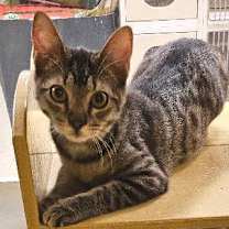 Thumbnail photo of Cameron #2