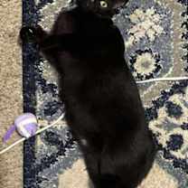 Thumbnail photo of Mr. Krinkle #1