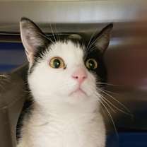 Thumbnail photo of Pawbrey #2