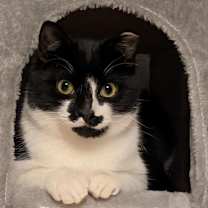 Thumbnail photo of Fritz #1