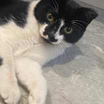 Thumbnail photo of Fritz #2