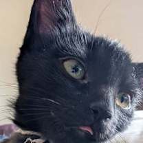 Thumbnail photo of Latke #1