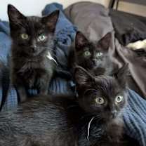 Thumbnail photo of Latke #2