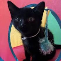 Thumbnail photo of Tchotchke #2