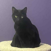 Thumbnail photo of Princess AA #1