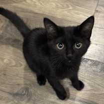 Thumbnail photo of Binx - RP #1