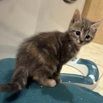 Thumbnail photo of Rose #4