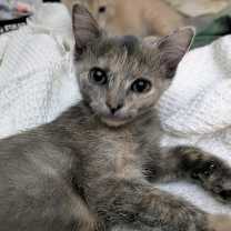 Thumbnail photo of Gaylenes : Mittens #1