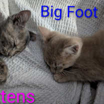 Thumbnail photo of Gaylenes : Mittens #2