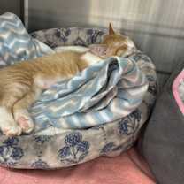 Thumbnail photo of Cypress #4