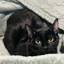 Thumbnail photo of MacGyver #2