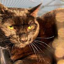 Thumbnail photo of MacGyver #3