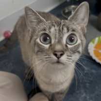 Thumbnail photo of Lea #3