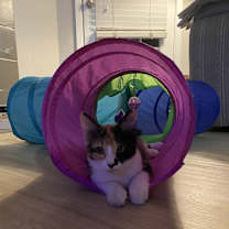 Thumbnail photo of Alma #3