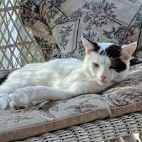 Thumbnail photo of Cisco #4