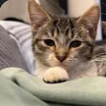 Thumbnail photo of Potato #4