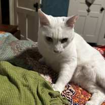 Thumbnail photo of Hoshi #2