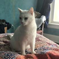 Thumbnail photo of Hoshi #1