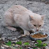 Thumbnail photo of Bisque #1