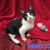 Thumbnail photo of MERCUTIO - Shakespeare kittens #4