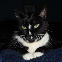 Thumbnail photo of Oreo #1