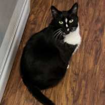 Thumbnail photo of Oreo #3