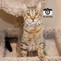 Thumbnail photo of Burt #4