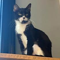 Thumbnail photo of Duchess 14956BZ 985113010257811MC #1