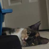 Thumbnail photo of Lady Luck #4