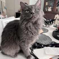 Thumbnail photo of Minnie #4