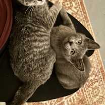 Thumbnail photo of Moe #4