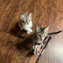 Thumbnail photo of Shayla - Affectionate Cuddler! Good w/ Cats! #3