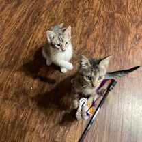 Thumbnail photo of Little One - Social Butterfly! Good w/ Dogs and Cats! #3