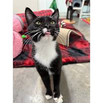 Thumbnail photo of Trixie #1